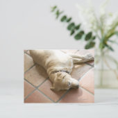 犬3 ポストカード (スタンド正面)