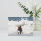 犬 – こ来れ... ポストカード (スタンド正面)