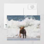 犬 – こ来れ... ポストカード (正面/裏面)