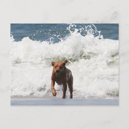 犬 – こ来れ... ポストカード (正面)