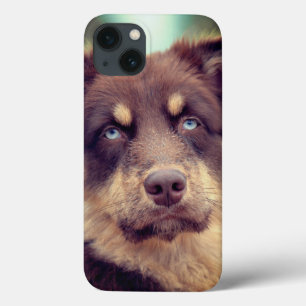 犬、オーストラリアの羊飼い、ペット iPhone 13ケース