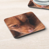 犬 コースター (左側)