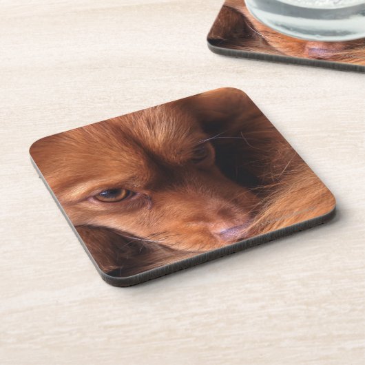 犬 コースター (左側)