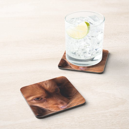 犬 コースター (右側)