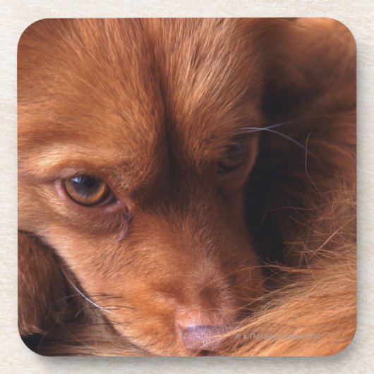 犬 コースター (正面)