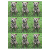 （犬）スタッフォードのブル・テリアが注意を払って座っていた テーブルクロス (正面)