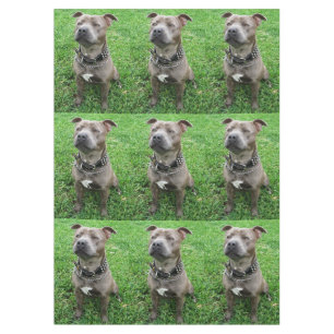 （犬）スタッフォードのブル・テリアが注意を払って座っていた テーブルクロス