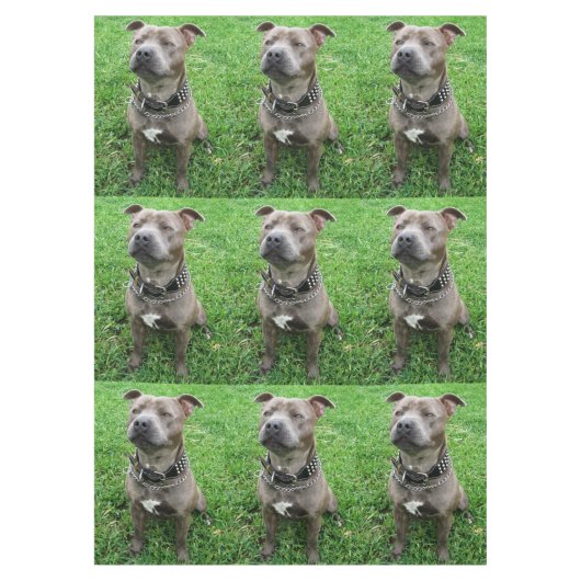 （犬）スタッフォードのブル・テリアが注意を払って座っていた テーブルクロス (正面)