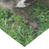 （犬）スタッフォードのブル・テリアが注意を払って座っていた テーブルクロス (アングル)