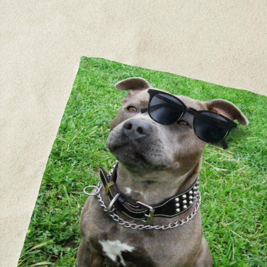 （犬）スタッフォードのブル・テリアが注意を払って座っていた ビーチタオル (インサイチュ)