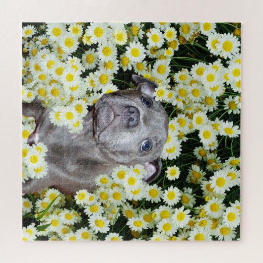 （犬）スタッフォードのブル・テリア犬がデイジーの中で ジグソーパズル (横)