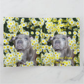 (犬)スタッフォードのブル・テリア犬はデイジーで カード (内部)