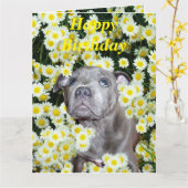 (犬)スタッフォードのブル・テリア犬はデイジーで カード (黄色い花)