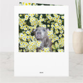 (犬)スタッフォードのブル・テリア犬はデイジーで カード (裏面)