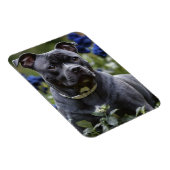 (犬)スタッフォードブルテリアインブルーバラガーデン マグネット (右側)