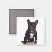 （犬）スタッフォードブルテリアマグネット マグネット (正面/裏面)
