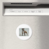 (犬)スタッフォードブルテリア マグネット (インサイチュ (食洗機))