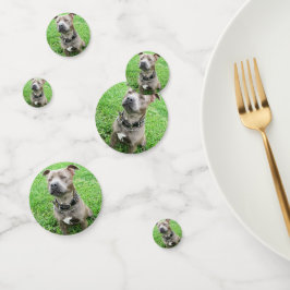 （犬）スタッフォード・ブル・テリアに注目して コンフェッティ