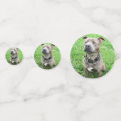 （犬）スタッフォード・ブル・テリアに注目して コンフェッティ (裏面)