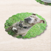 （犬）スタッフォード・ブル・テリアに注目して ペーパーコースター (アングル)