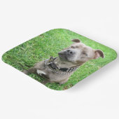 （犬）スタッフォード・ブル・テリアに注目して ペーパープレート (傾斜あり)