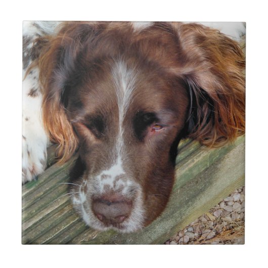 犬 タイル (正面)