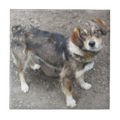 犬 タイル (正面)