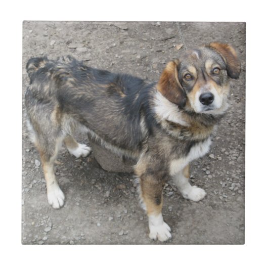 犬 タイル (正面)