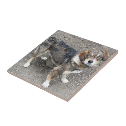 犬 タイル (側面)