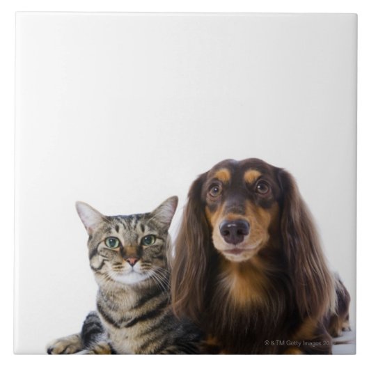 犬(ダックスフント)および白の猫(日本のな猫) タイル (正面)