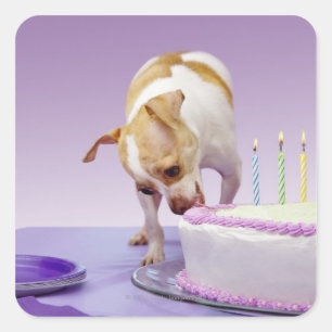犬（チワワ）食べお誕生日ケーキのテーブル スクエアシール
