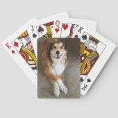 犬 トランプ (裏面)