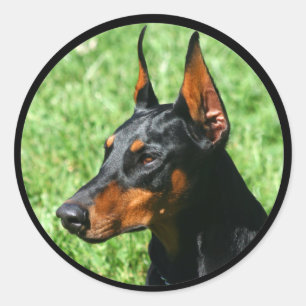 （犬）ドーベルマン・ピンシェルのステッカー ラウンドシール