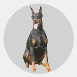 （犬）ドーベルマン・ピンシェルのステッカー ラウンドシール