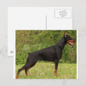 （犬）ドーベルマン・ピンシェルブラック（フル） ポストカード (正面/裏面)