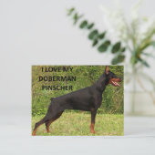 (犬)ドーベルマン・ピンシェル愛w pic ポストカード (スタンド正面)