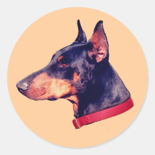 (犬)ドーベルマン・ピンシェル顔犬 ラウンドシール