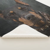 （犬）ドーベルマン・ピンシェル シェルパブランケット (3/4)