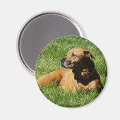 犬、ピットブル/ボクサーミックス マグネット (正面/裏面)