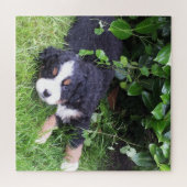 犬，ペット，かわいい，動物，品種，パズル，ワンちゃん， ジグソーパズル (横)