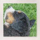 犬, ペット, かわいい, 動物, 品種, パズル, 子犬 ジグソーパズル (横)