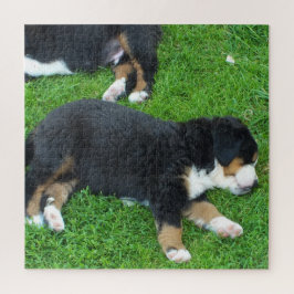 犬, ペット, かわいい, 動物, 品種, パズル, 子犬 ジグソーパズル
