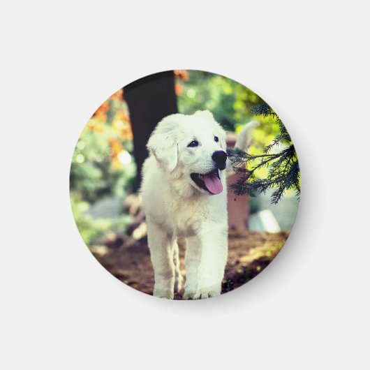 犬、ペット、犬 マグネット (正面)