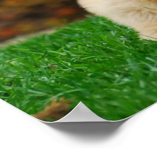 犬 ポスター (角)