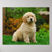 犬 ポスター (正面)