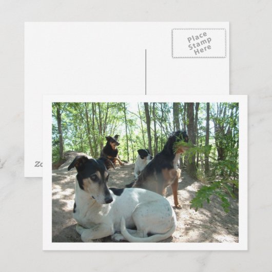 犬 ポストカード (正面/裏面)