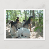 犬 ポストカード (正面)