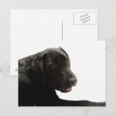 犬 ポストカード (正面/裏面)