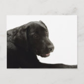犬 ポストカード (正面)