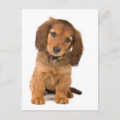 犬 ポストカード (正面)